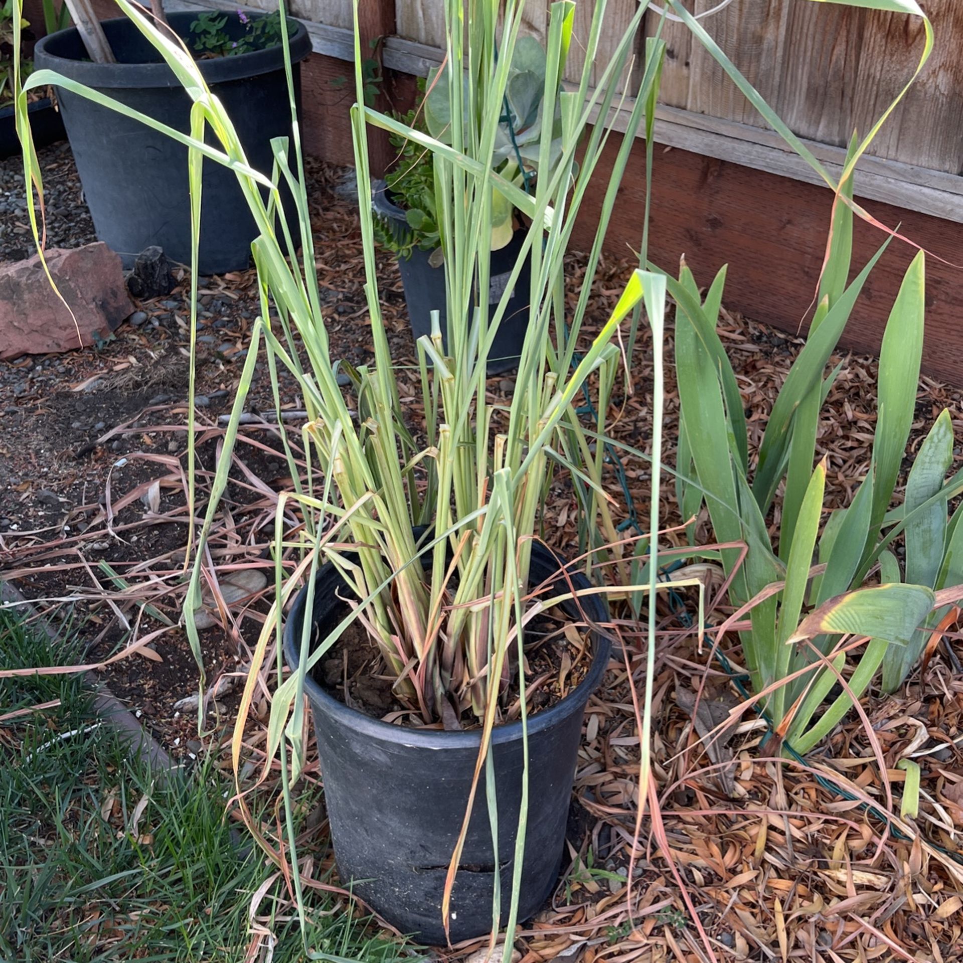 Lemon Grass
