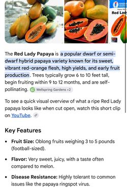 Red lady papaya trees