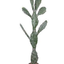 LARGE ARTIFICIAL CACTUS (51”)