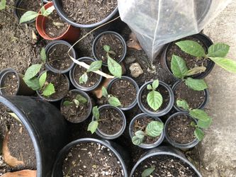 Loquat/Níspero