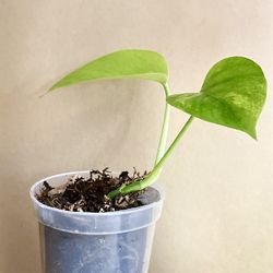 🪴 Golden Pothos 🪴