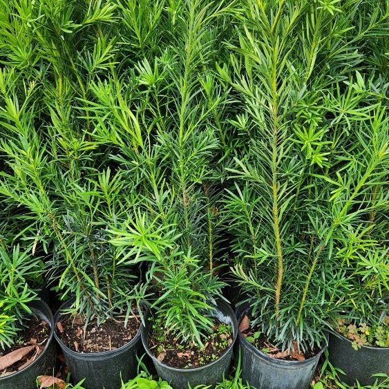 Beautiful Podocarpus About 4 Feet Tall For Just $10 Instant Privacy Plants Green Fencing Privacy Hedges 