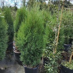 Cedar Trees 8 Ft Tall Delivered In Planted