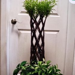 Beautiful Willow Plants 