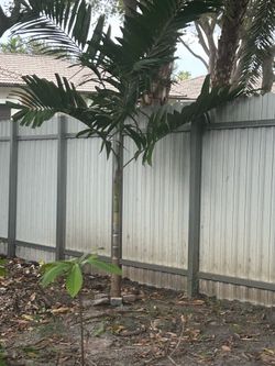 Palm trees