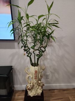 Lucky bamboo