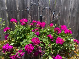 Fuchsia colored geraniums