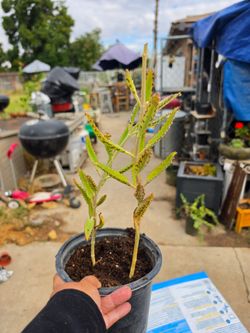 Mother of Thousands (Kalanchoe daigremontiana), also known as an alligator plant