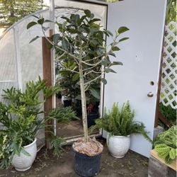 Huge ~6.5ft Ficus Audrey, now$249/was$449; lots of new growth; exact plant; 95820