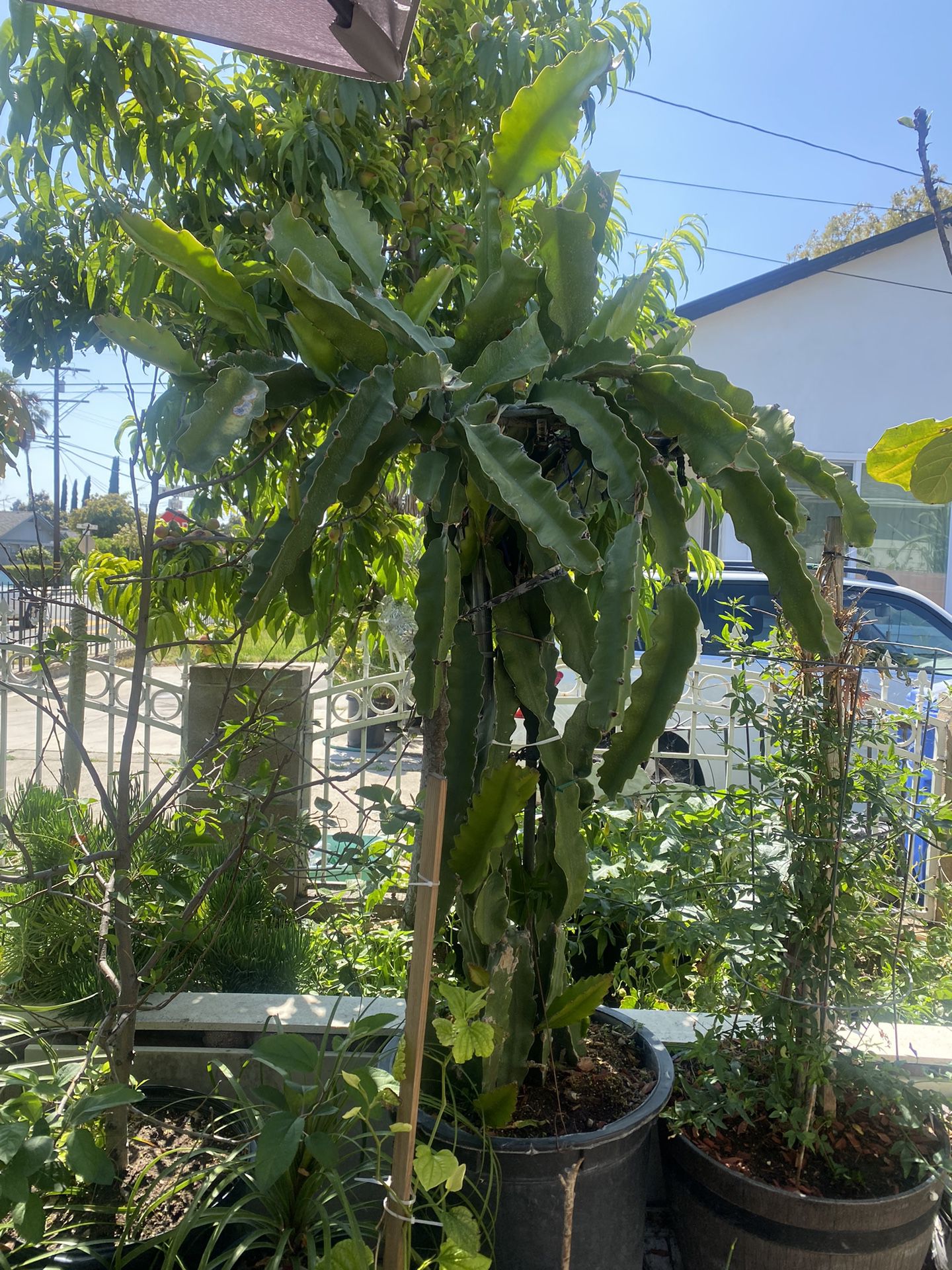 Dragonfruit Plant For Sale