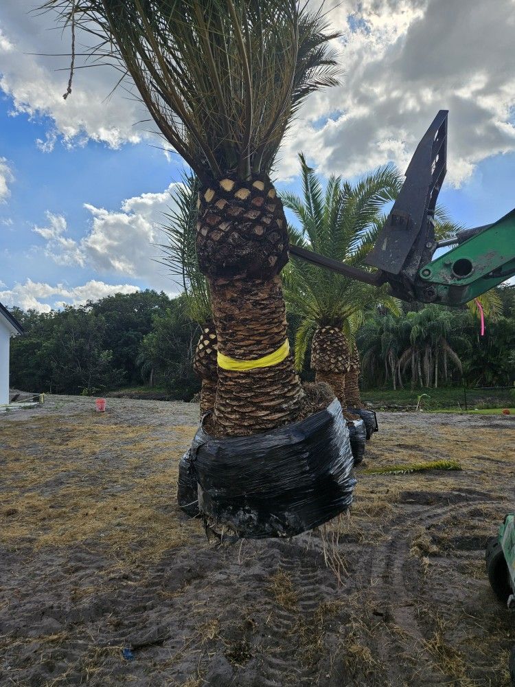 Canary Palms all sizes available