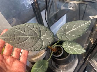 Alocasia maharani