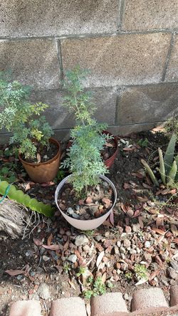 Ruda plants 🪴