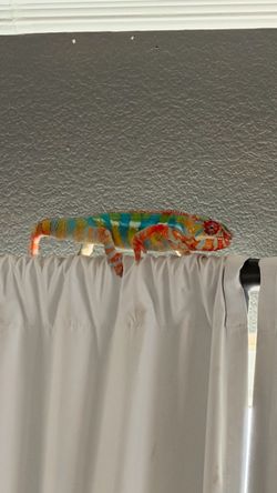 Panther chameleon / with set up