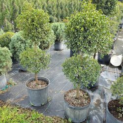 Topiary Cones Spiral Round Balls  All Sizes Staring $25