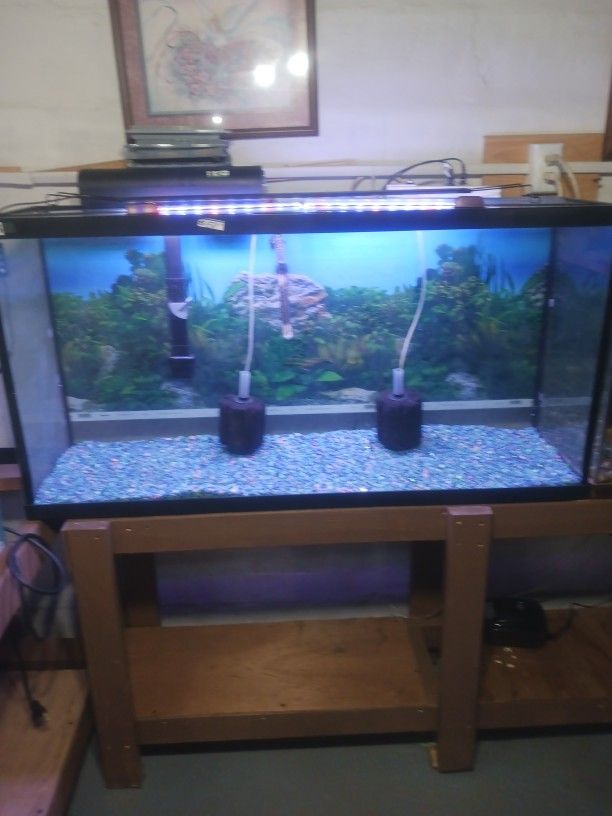 Fish Tank