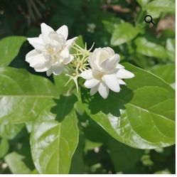 Sambac Arabian Jasmine Fragrance Plant 6”pot