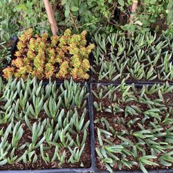 Flats 15$ Red Bean Succulent And Ice Plants