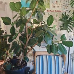 5ft Rubber Tree House Plant