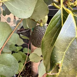 Fruit Trees and Fruit Plants - Delivery Available 🌳 Ready to turn your garden into a fruitful paradise? 🍎🍐🍑 Introducing our exquisite selection