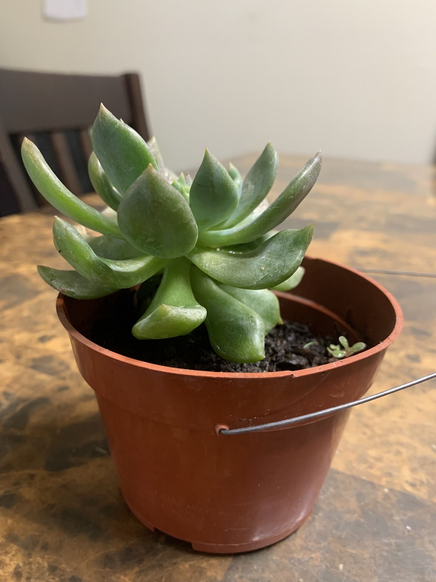 succulent plant