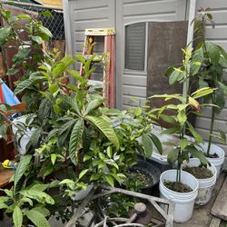 Árboles De Aguacate Y Naranja