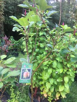 Manzanas galas