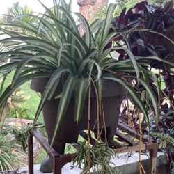 Spider  Plant 🌱 🪴 