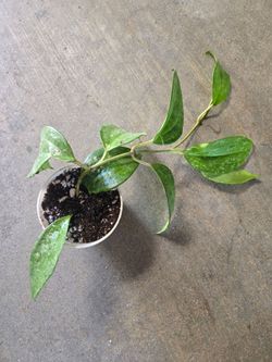 Hoya Macrophylla Silver
