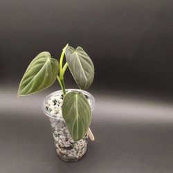 Philodendron Melanochrysum 