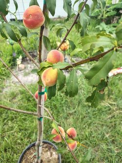 peach tree