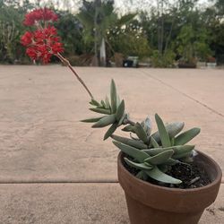 Variety Succulents On Sale $5.0