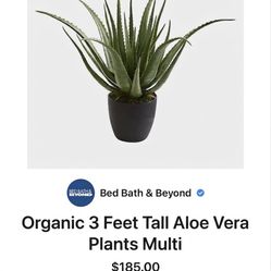 Organic 3 Feet Tall Aloe Vera Plants Multi