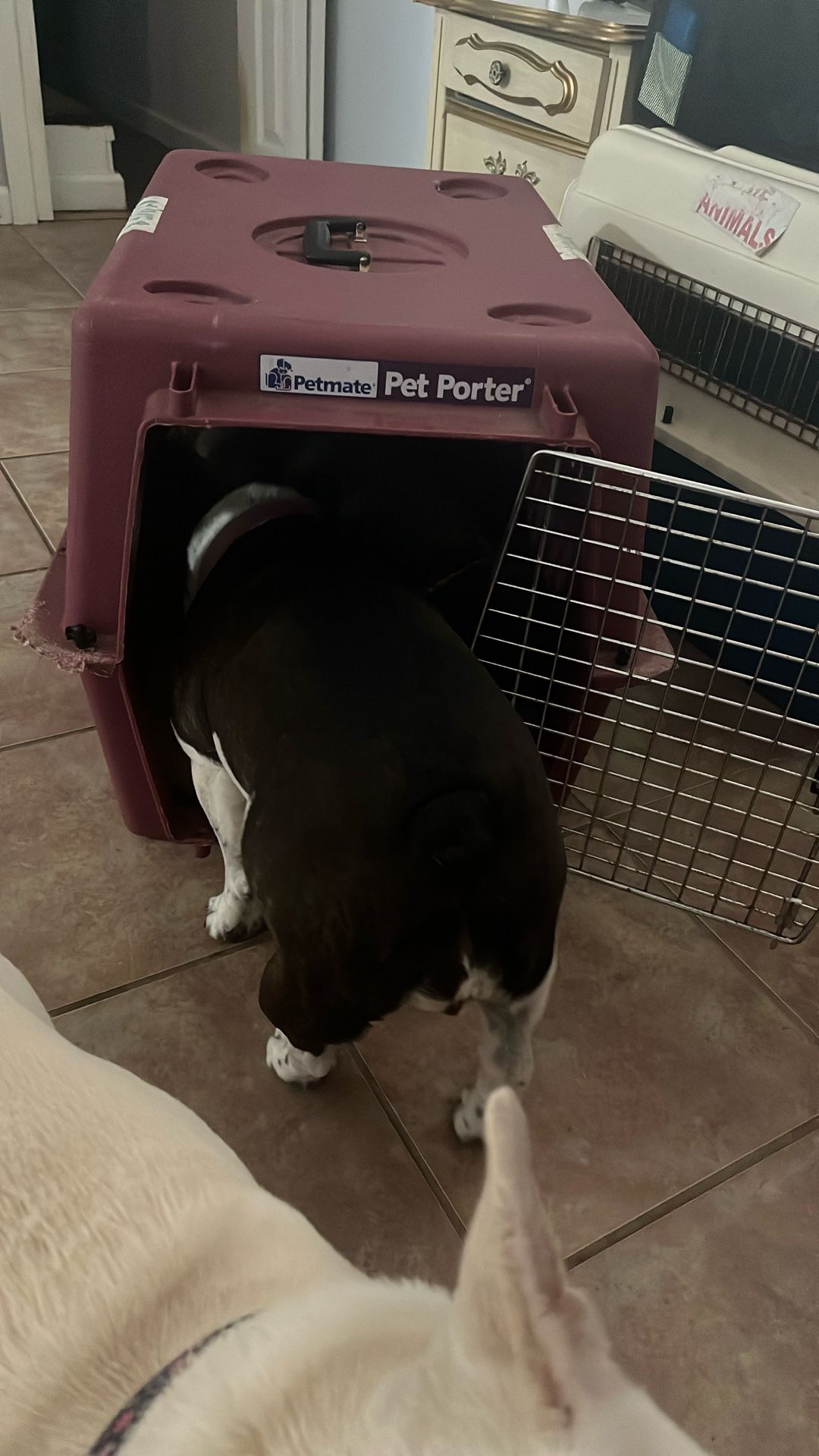 Dog kennels Medium 
