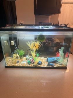 FREEE - Fresh water fish tank set - 30 gallons