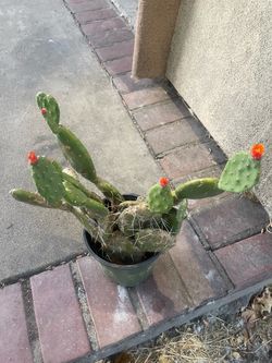 Cuctus plant blooming