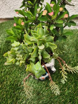 Planta.