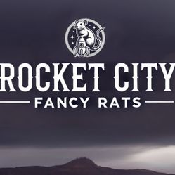 Fancy Rat "Information"