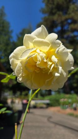 David Austin Rose 'The Poet's Wife'