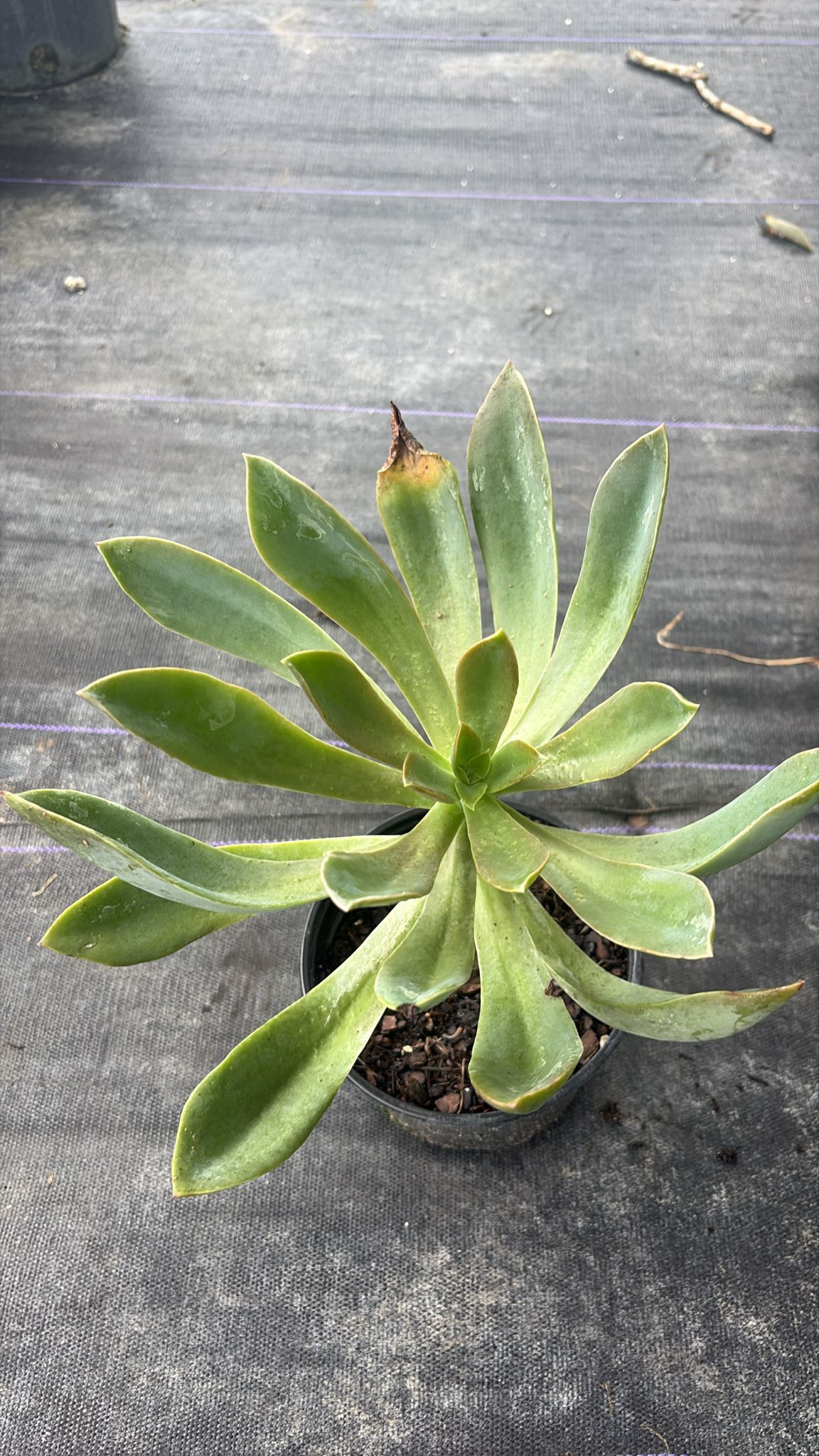 Succulent - 1gl