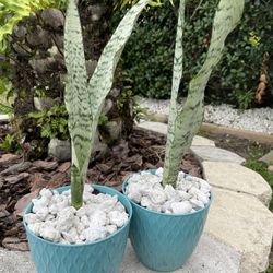 Snake Plants Real Natural Decorative Plant With Pot And White Stone
