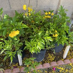 5 Gallon Yellow Bells 