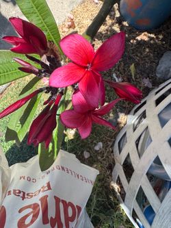 Red branches with roots   30  each