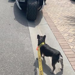 Off White Dog Leash And Collars