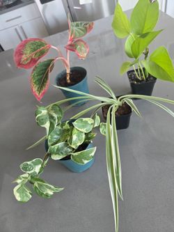 4 Plant Bundle