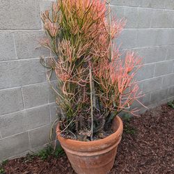 Large Fire Stick Plant In Terracotta Pot