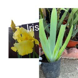Iris golden yellow  easy care  Premium Pretty 