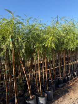 California peppers trees 🌳 Pirules