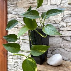 Golden Pothos House Plant In 7"H Pot.