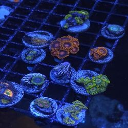 Saltwater Decor Pack